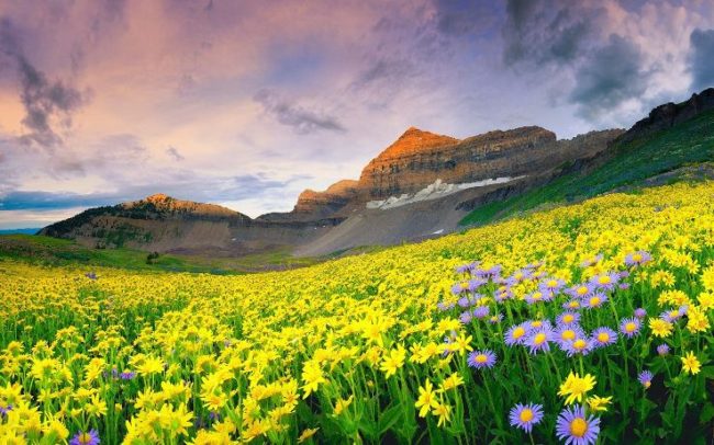 the valley of flowers